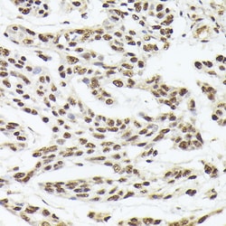Invitrogen Nuclear Matrix Protein p84 Polyclonal Antibody 100 &mu;L; Unconjugated:Antibodies,