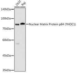 Invitrogen Nuclear Matrix Protein p84 Polyclonal Antibody 100 &mu;L; Unconjugated:Antibodies,
