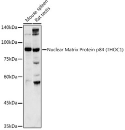 Invitrogen Nuclear Matrix Protein p84 Polyclonal Antibody 100 &mu;L; Unconjugated:Antibodies,