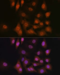 Invitrogen WWTR1 Polyclonal Antibody 100 &mu;L; Unconjugated:Antibodies,