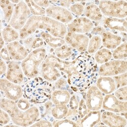 Invitrogen WWTR1 Polyclonal Antibody 100 &mu;L; Unconjugated:Antibodies,