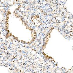 Invitrogen WWTR1 Polyclonal Antibody 100 &mu;L; Unconjugated:Antibodies,