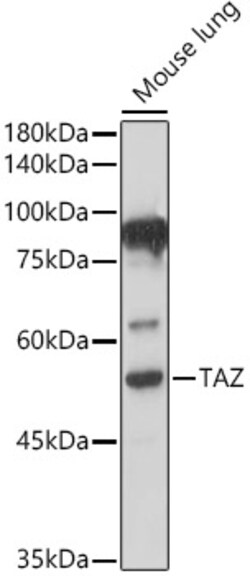 Invitrogen WWTR1 Polyclonal Antibody 100 &mu;L; Unconjugated:Antibodies,