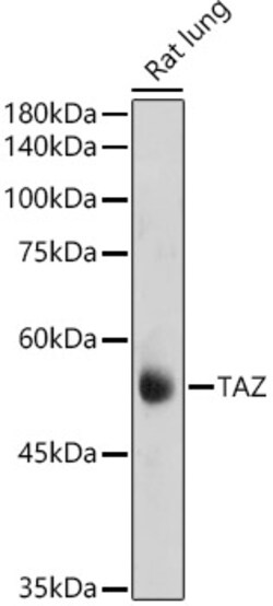 Invitrogen WWTR1 Polyclonal Antibody 100 &mu;L; Unconjugated:Antibodies,