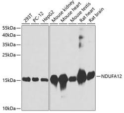 Invitrogen NDUFA12 Polyclonal Antibody 100 &mu;L; Unconjugated:Antibodies,