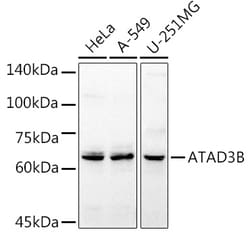 Invitrogen ATAD3B Polyclonal Antibody 100 &mu;L; Unconjugated:Antibodies,