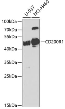 Invitrogen CD200R Polyclonal Antibody 100 &mu;L; Unconjugated:Antibodies,