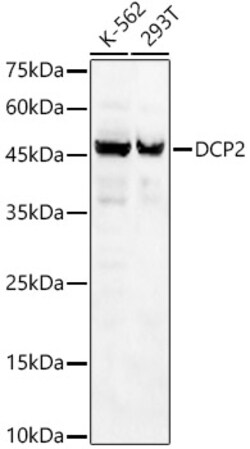 Invitrogen DCP2 Polyclonal Antibody 100 &mu;L | Buy Online | Invitrogen&trade; | Fisher Scientific