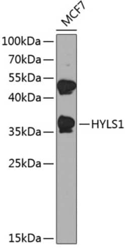 Invitrogen HYLS1 Polyclonal Antibody 100 &mu;L; Unconjugated:Antibodies,