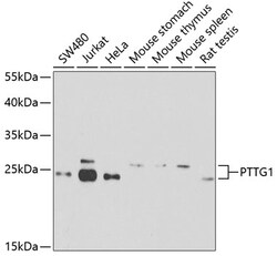 Invitrogen Securin Polyclonal Antibody 100 &mu;L | Buy Online | Invitrogen&trade; | Fisher Scientific