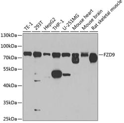 Invitrogen FZD9 Polyclonal Antibody 100 &mu;L; Unconjugated:Antibodies,