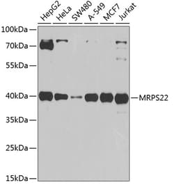 Invitrogen MRPS22 Polyclonal Antibody 100 &mu;L; Unconjugated:Antibodies,