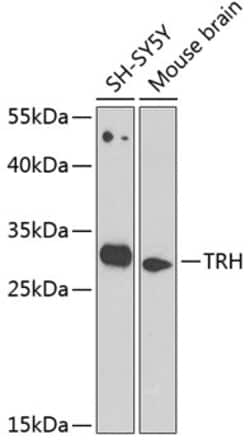 Invitrogen TRH Polyclonal Antibody 100 &mu;L; Unconjugated:Antibodies,