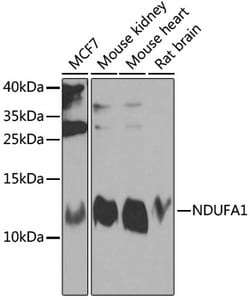 Invitrogen NDUFA1 Polyclonal Antibody 100 &mu;L; Unconjugated:Antibodies,