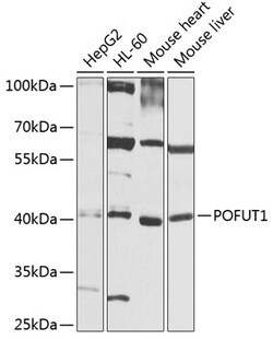 Invitrogen POFUT1 Polyclonal Antibody 100 &mu;L; Unconjugated:Antibodies,
