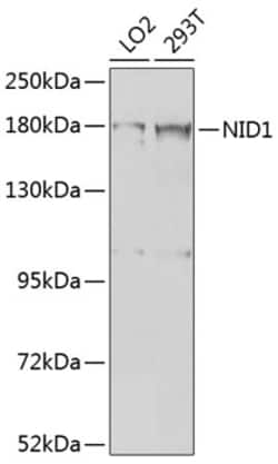 Invitrogen Nidogen Polyclonal Antibody 100 &mu;L | Buy Online | Invitrogen&trade; | Fisher Scientific