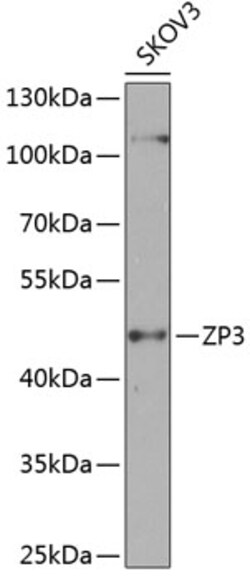 Invitrogen ZP3 Polyclonal Antibody 100 &mu;L; Unconjugated:Antibodies,