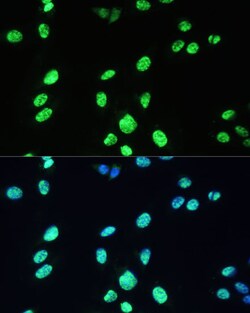 Invitrogen UAP56 Polyclonal Antibody 100 &mu;L; Unconjugated:Antibodies,