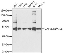 Invitrogen UAP56 Polyclonal Antibody 100 &mu;L; Unconjugated:Antibodies,