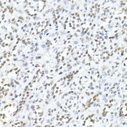 Invitrogen MDC1 Polyclonal Antibody 100 &mu;L; Unconjugated:Antibodies,