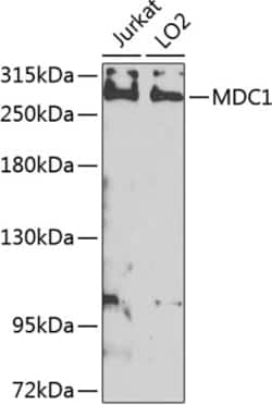 Invitrogen MDC1 Polyclonal Antibody 100 &mu;L; Unconjugated:Antibodies,
