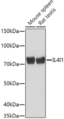 Invitrogen IL4I1 Polyclonal Antibody 100 &mu;L; Unconjugated:Antibodies,
