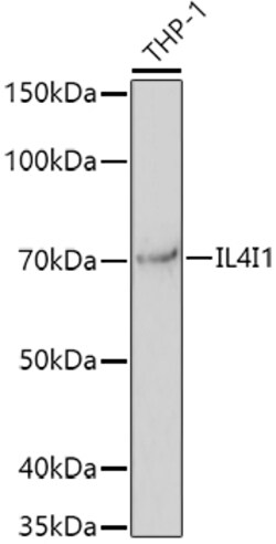 Invitrogen IL4I1 Polyclonal Antibody 100 &mu;L; Unconjugated:Antibodies,