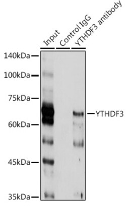 Invitrogen YTHDF3 Polyclonal Antibody 100 &mu;L; Unconjugated:Antibodies,