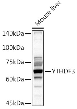 Invitrogen YTHDF3 Polyclonal Antibody 100 &mu;L; Unconjugated:Antibodies,