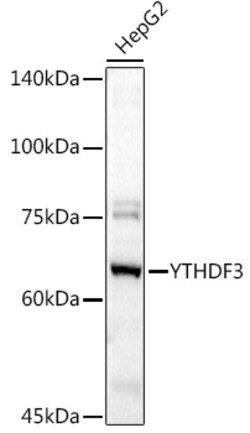 Invitrogen YTHDF3 Polyclonal Antibody 100 &mu;L; Unconjugated:Antibodies,