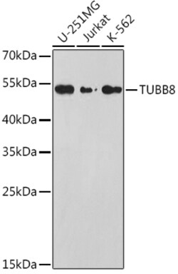 Invitrogen TUBB8 Polyclonal Antibody 100 &mu;L; Unconjugated:Antibodies,