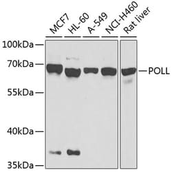 Invitrogen POLL Polyclonal Antibody 100 &mu;L; Unconjugated:Antibodies,