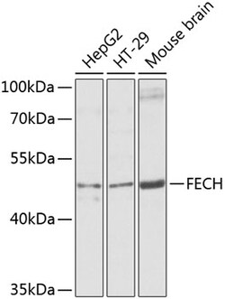 Invitrogen FECH Polyclonal Antibody 100 &mu;L; Unconjugated:Antibodies,