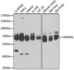 Invitrogen hnRNP L Polyclonal Antibody 100 &mu;L; Unconjugated:Antibodies,