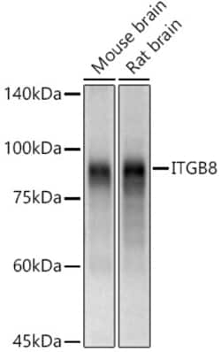 Invitrogen&trade;&nbsp;ITGB8 Polyclonal Antibody