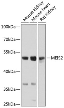 Invitrogen MEIS2 Polyclonal Antibody 100 &mu;L | Buy Online | Invitrogen&trade; | Fisher Scientific