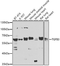 Invitrogen TGF beta-3 Polyclonal Antibody 100 &mu;L; Unconjugated:Antibodies,