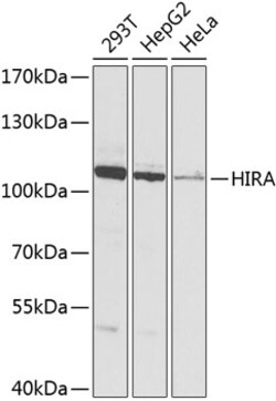 Invitrogen HIRA Polyclonal Antibody 100 &mu;L; Unconjugated:Antibodies,