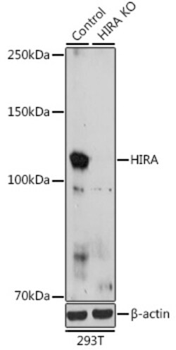 Invitrogen HIRA Polyclonal Antibody 100 &mu;L; Unconjugated:Antibodies,
