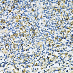 Invitrogen UVRAG Polyclonal Antibody 100 &mu;L; Unconjugated:Antibodies,