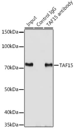 Invitrogen TAF15 Polyclonal Antibody 100 &mu;L; Unconjugated:Antibodies,