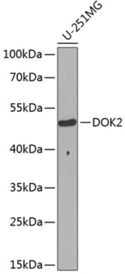 Invitrogen DOK2 Polyclonal Antibody 100 &mu;L; Unconjugated:Antibodies,