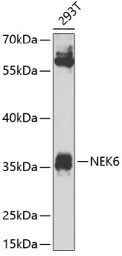 Invitrogen NEK6 Polyclonal Antibody 100 &mu;L; Unconjugated:Antibodies,