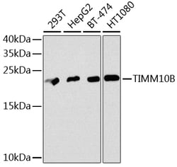 Invitrogen TIMM10B Polyclonal Antibody 100 &mu;L; Unconjugated:Antibodies,