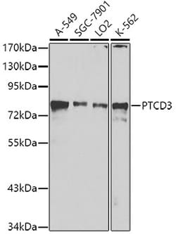 Invitrogen PTCD3 Polyclonal Antibody 100 &mu;L; Unconjugated:Antibodies,
