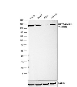 Invitrogen MKL1 Polyclonal Antibody 100 &mu;L; Unconjugated:Antibodies,