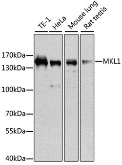Invitrogen MKL1 Polyclonal Antibody 100 &mu;L; Unconjugated:Antibodies,