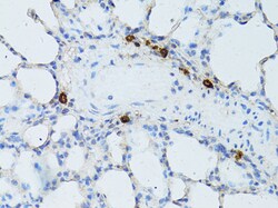 Invitrogen TEFM Polyclonal Antibody 100 &mu;L; Unconjugated:Antibodies,