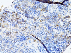 Invitrogen TEFM Polyclonal Antibody 100 &mu;L; Unconjugated:Antibodies,