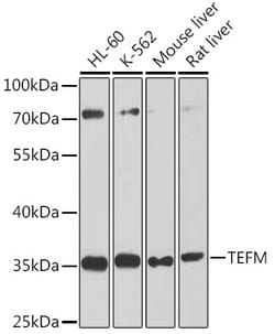 Invitrogen TEFM Polyclonal Antibody 100 &mu;L; Unconjugated:Antibodies,